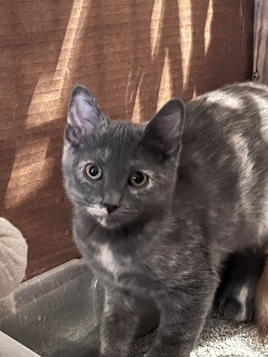 Kittens