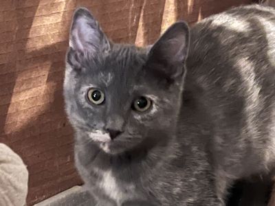 Kittens