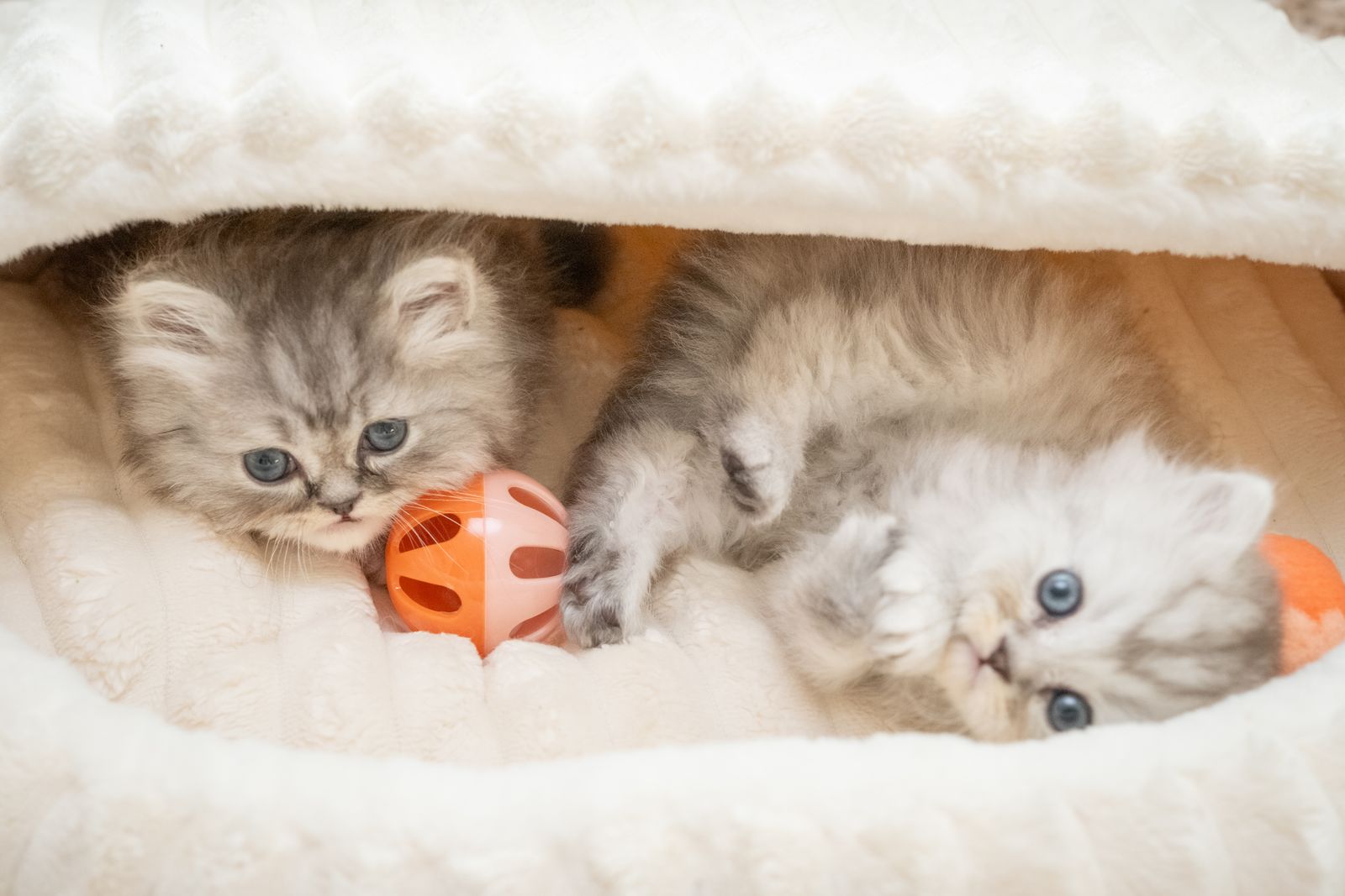 Family-Raised Teacup Persian Doll Face Kitten