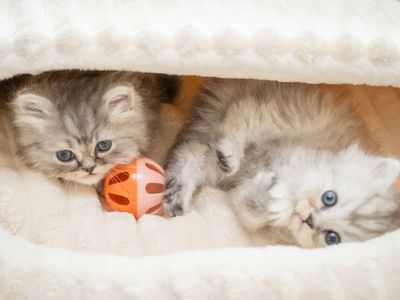 Family-Raised Teacup Persian Doll Face Kitten
