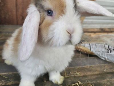 Holland lop