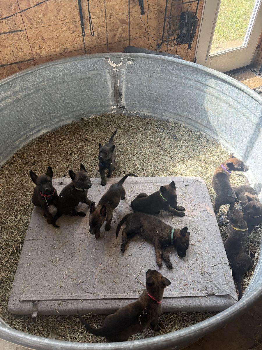 Dutch Shepperd Puppies! Only 3 male puppies left from our litter of 10!