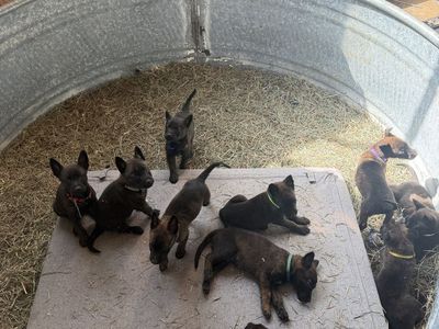 Dutch Shepperd Puppies! Only 3 male puppies left from our litter of 10!