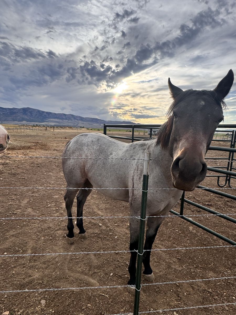 BAY ROAN BEAUTY