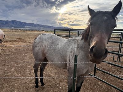 BAY ROAN BEAUTY