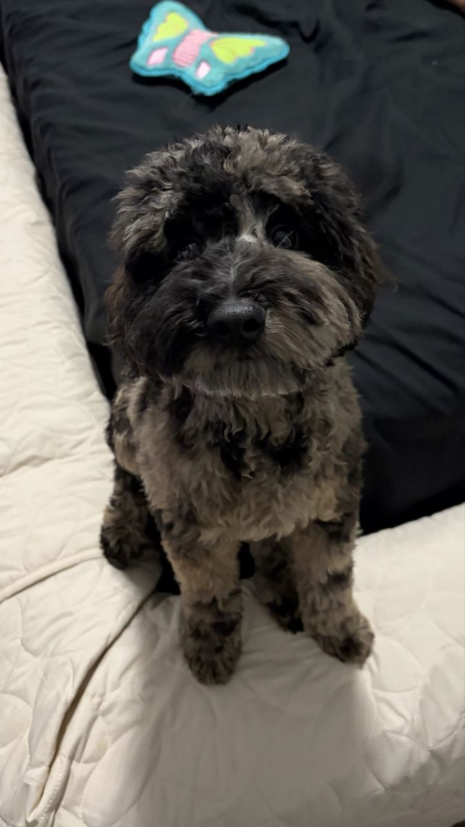 8 month old phantom merle mini goldendoodle