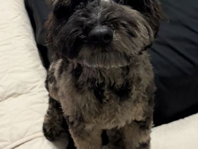 8 month old phantom merle mini goldendoodle