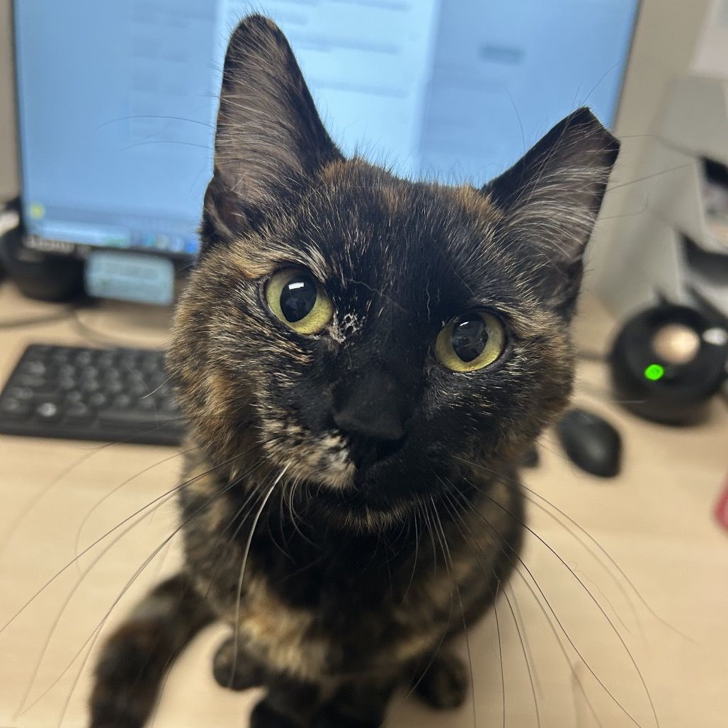 Hello my name is Basha