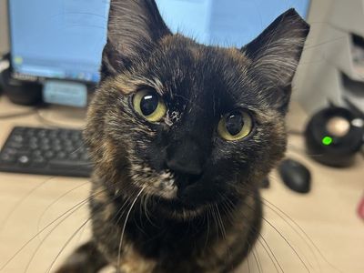 Hello my name is Basha