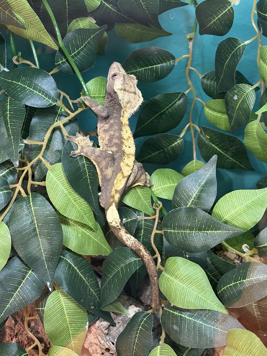 Male Crested Gecko