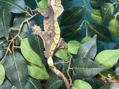 Male Crested Gecko