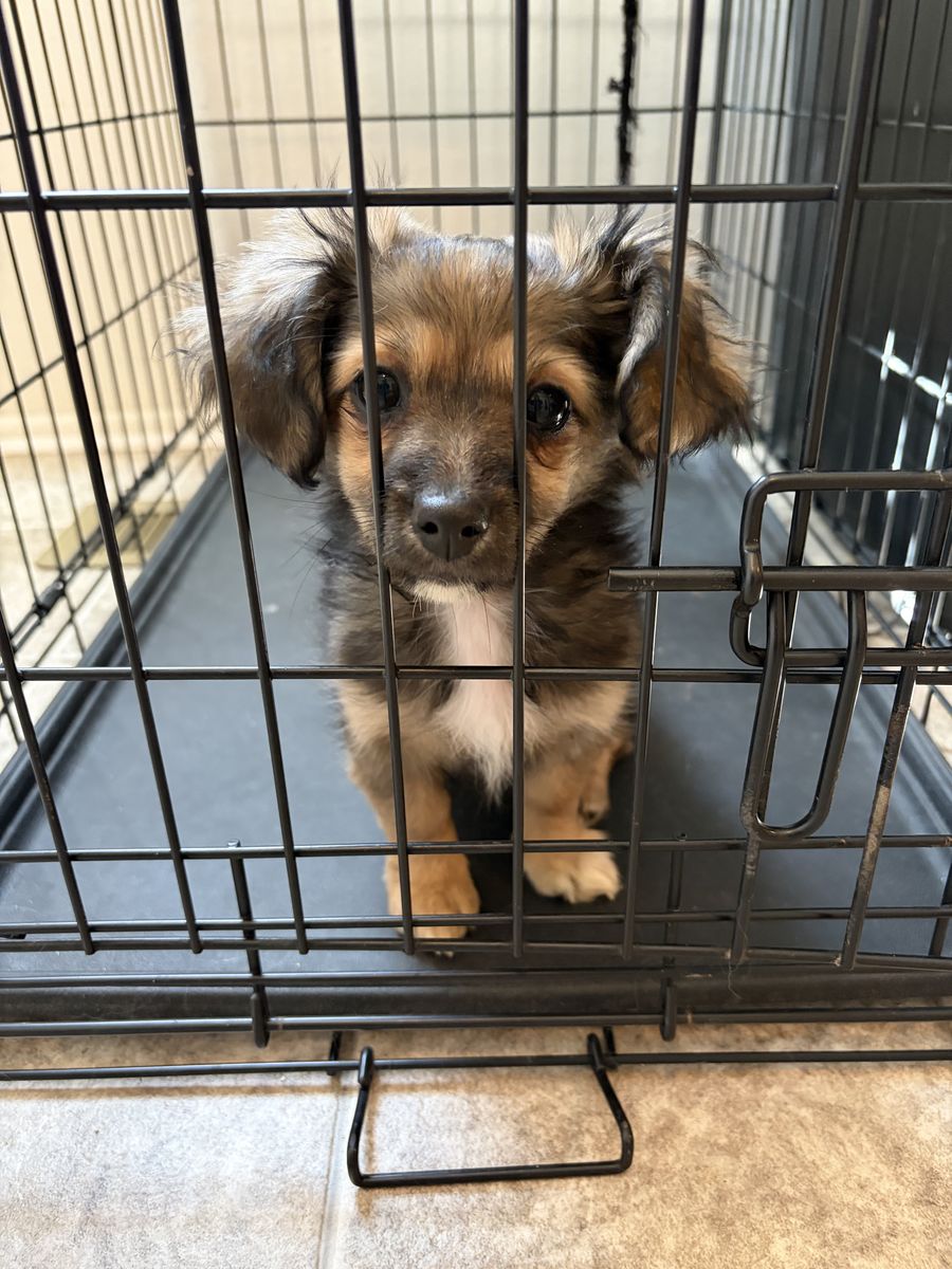Dachshund/Pomeranian Mix Puppy