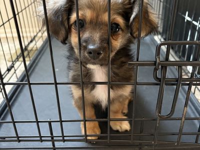 Dachshund/Pomeranian Mix Puppy