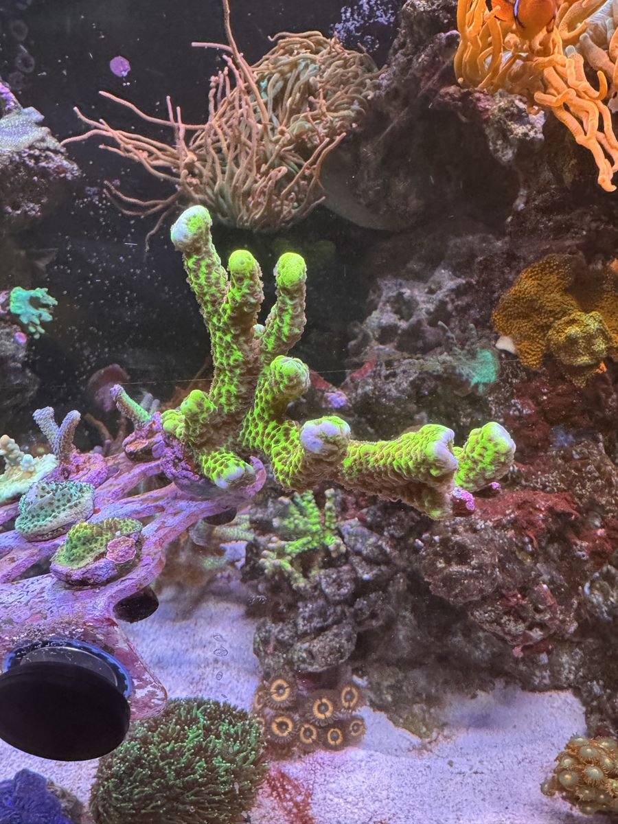 Beginner SPS Coral Frags