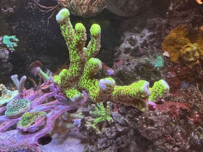 Beginner SPS Coral Frags