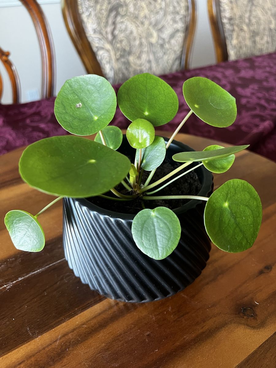 Pilea-Chinese Money Plant