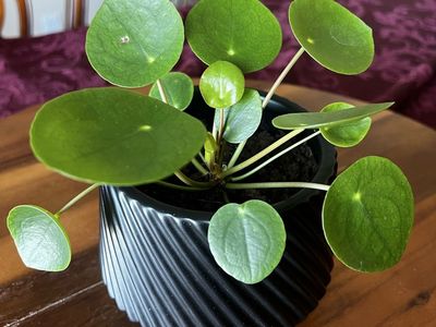Pilea-Chinese Money Plant