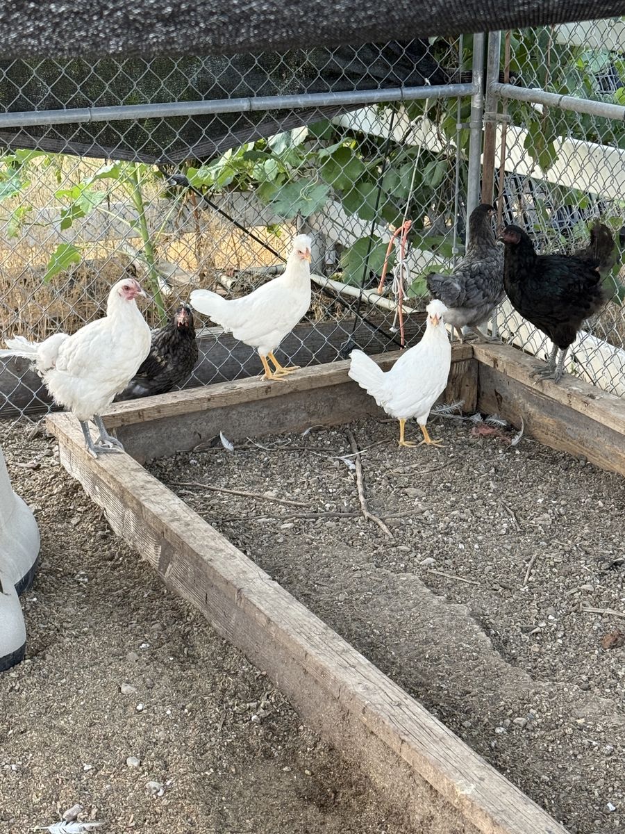 Pullets for sale