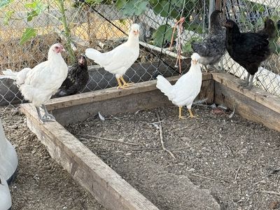 Pullets for sale