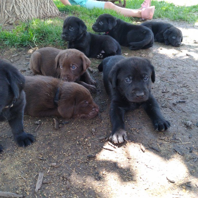 Black and Chocolate Lab puppies