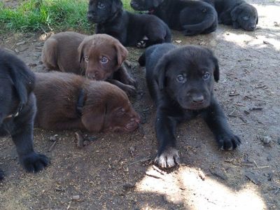 Black and Chocolate Lab puppies