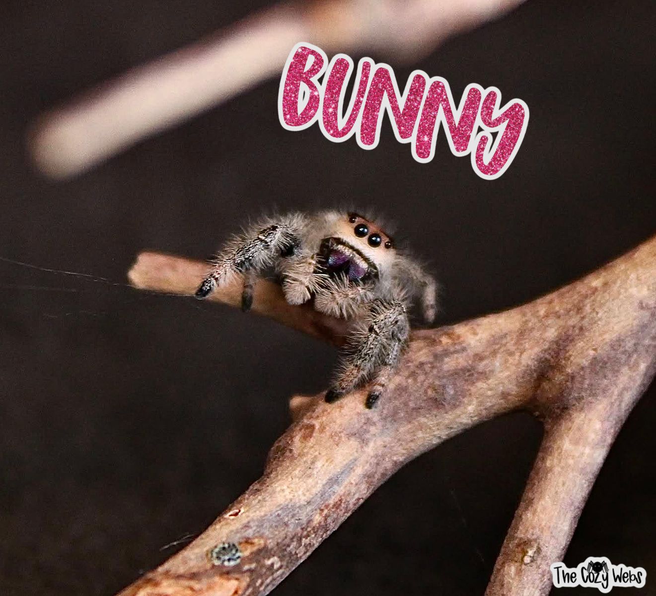 Sub Adult Regal Jumping Spider