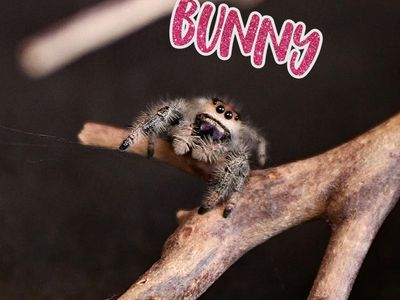 Sub Adult Regal Jumping Spider