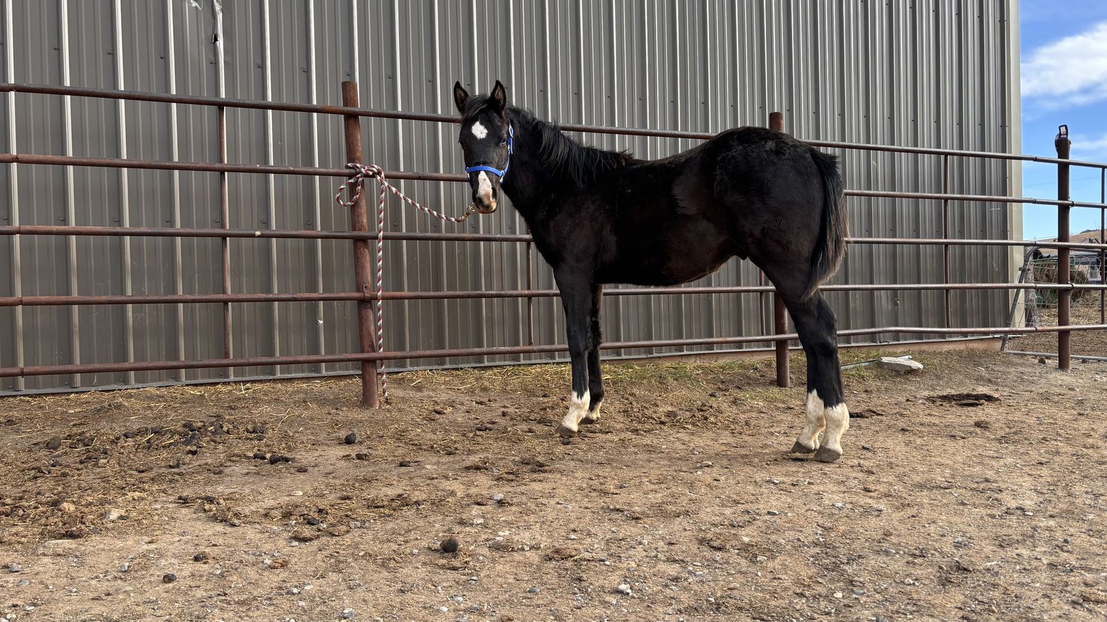 2025 Black Aqha Stud Colt