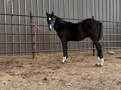 2025 Black Aqha Stud Colt