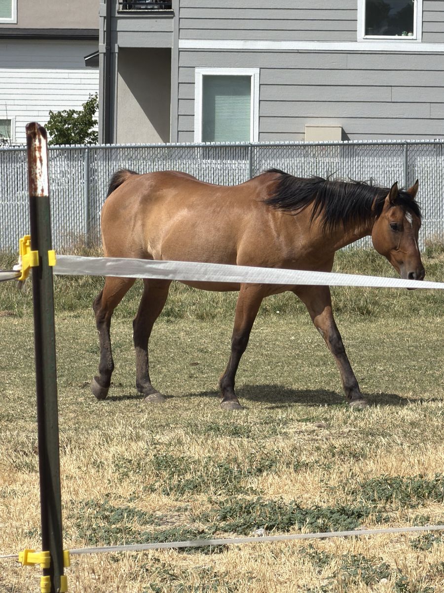 13 year old gelding