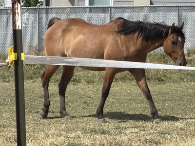 13 year old gelding