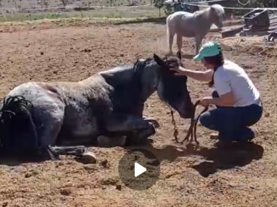 Beautiful 2021 AQHA bay roan mare