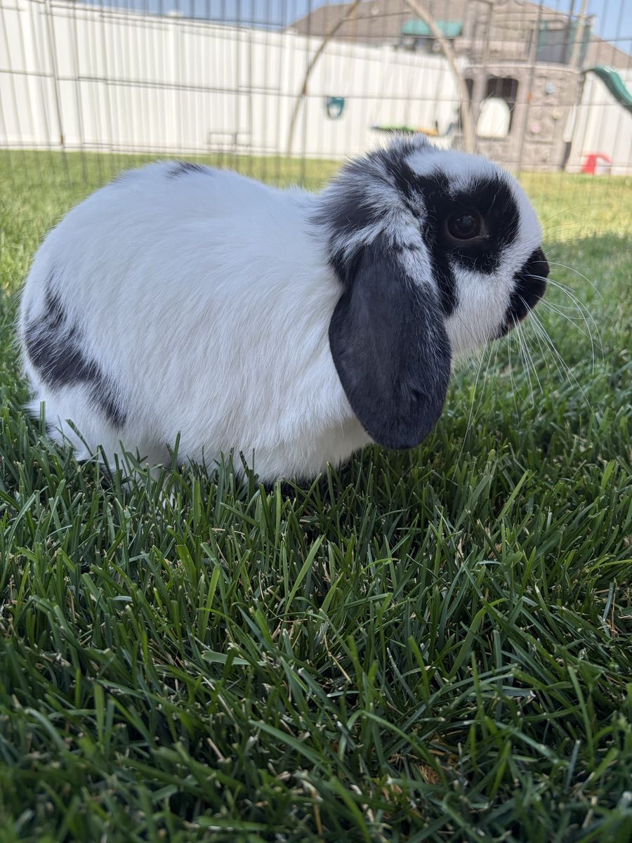 Holland Lop