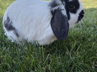 Holland Lop