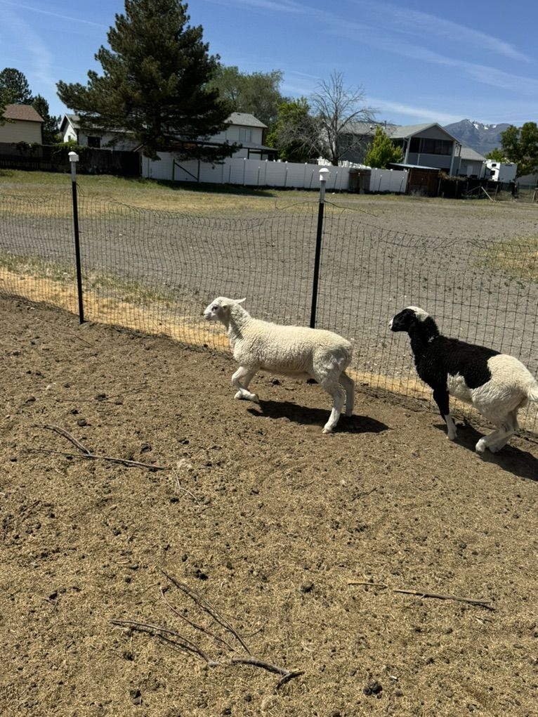 Dorper Cross Ram Lambs
