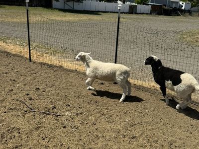 Dorper Cross Ram Lambs