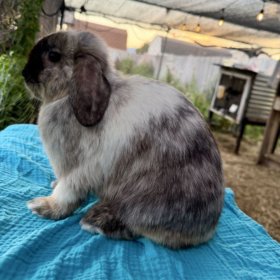 Holland Lop Doe
