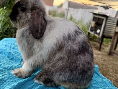 Holland Lop Doe