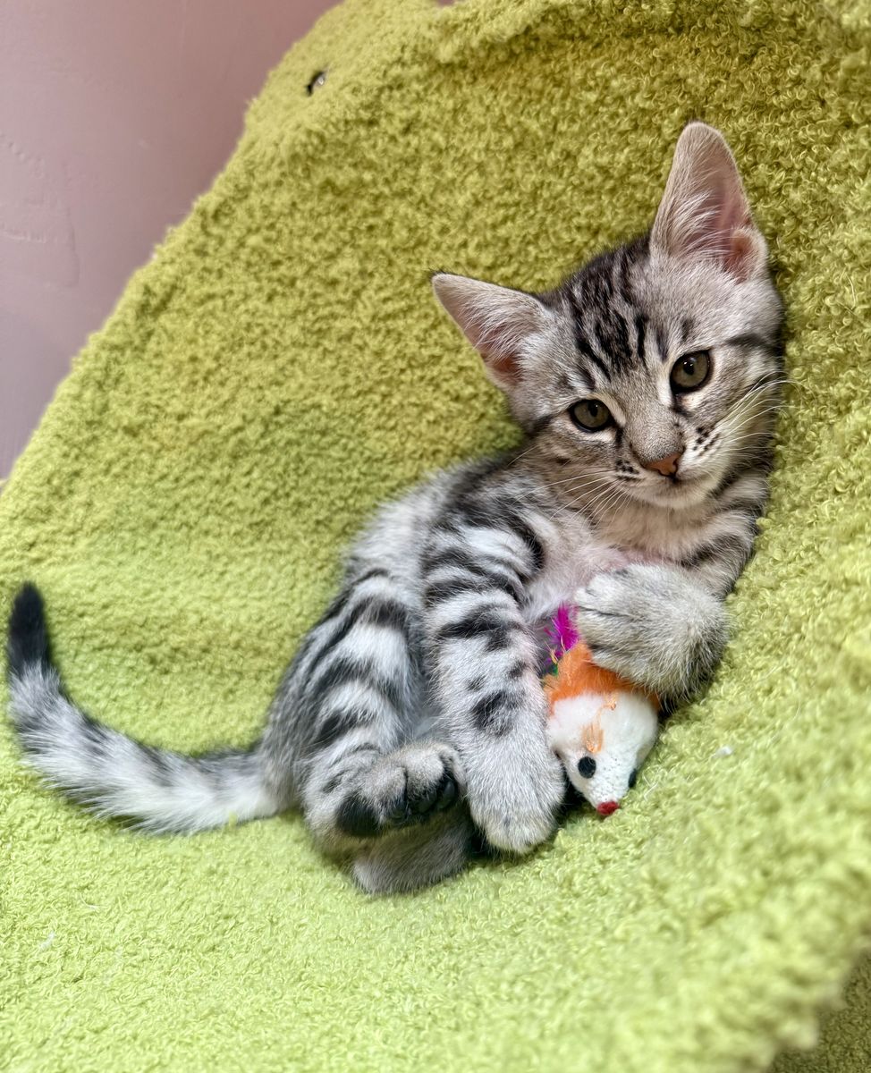 Siberian Bengal Kittens