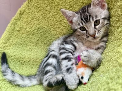 Siberian Bengal Kittens