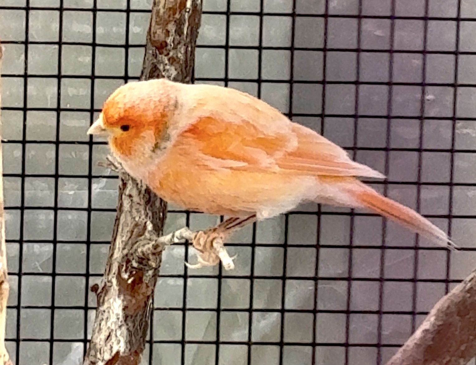 Singing Male Canaries