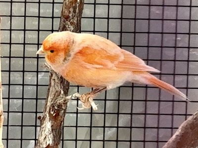 Singing Male Canaries