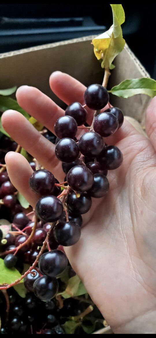 chokecherry jelly and syrup!