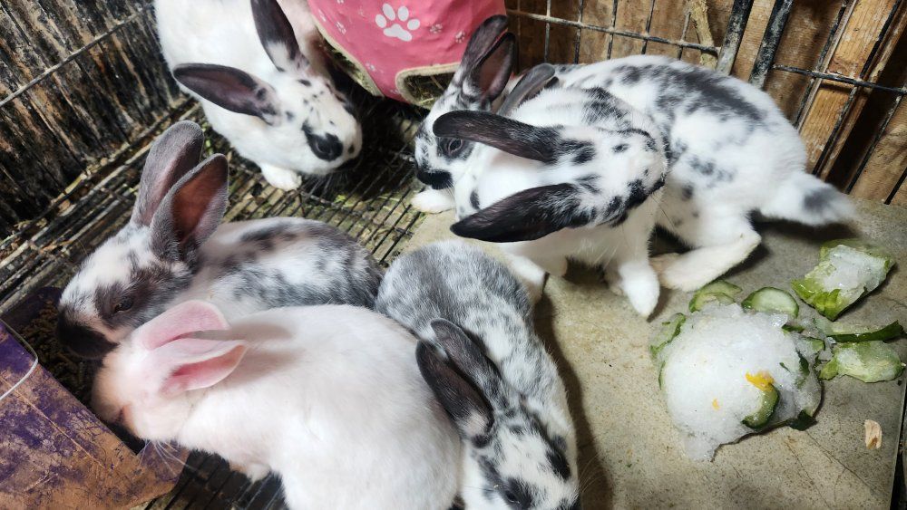 Newzeland rabbits