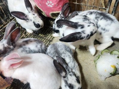 Newzeland rabbits