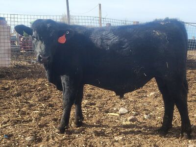 Yearling Sim-Angus Bull