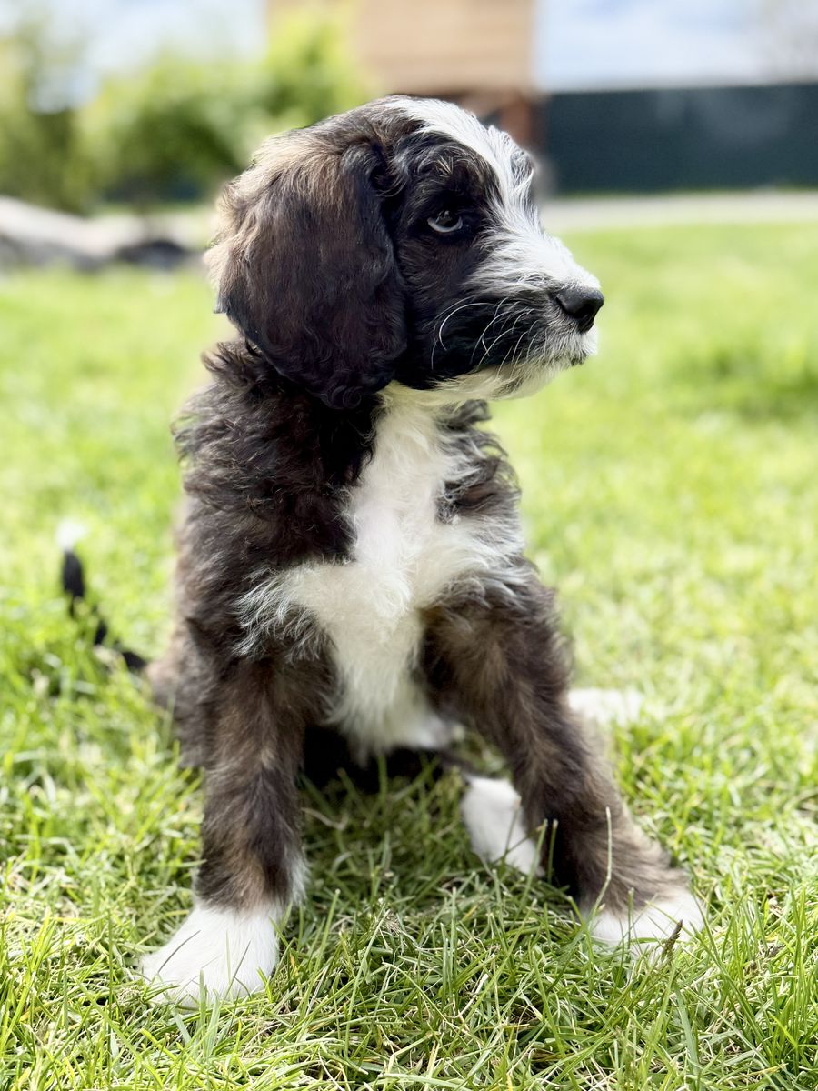 F1B Bernedoodle Puppies – Ready for Their Families 🤍