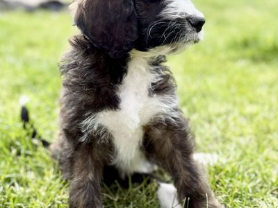 F1B Bernedoodle Puppies – Ready for Their Families 🤍