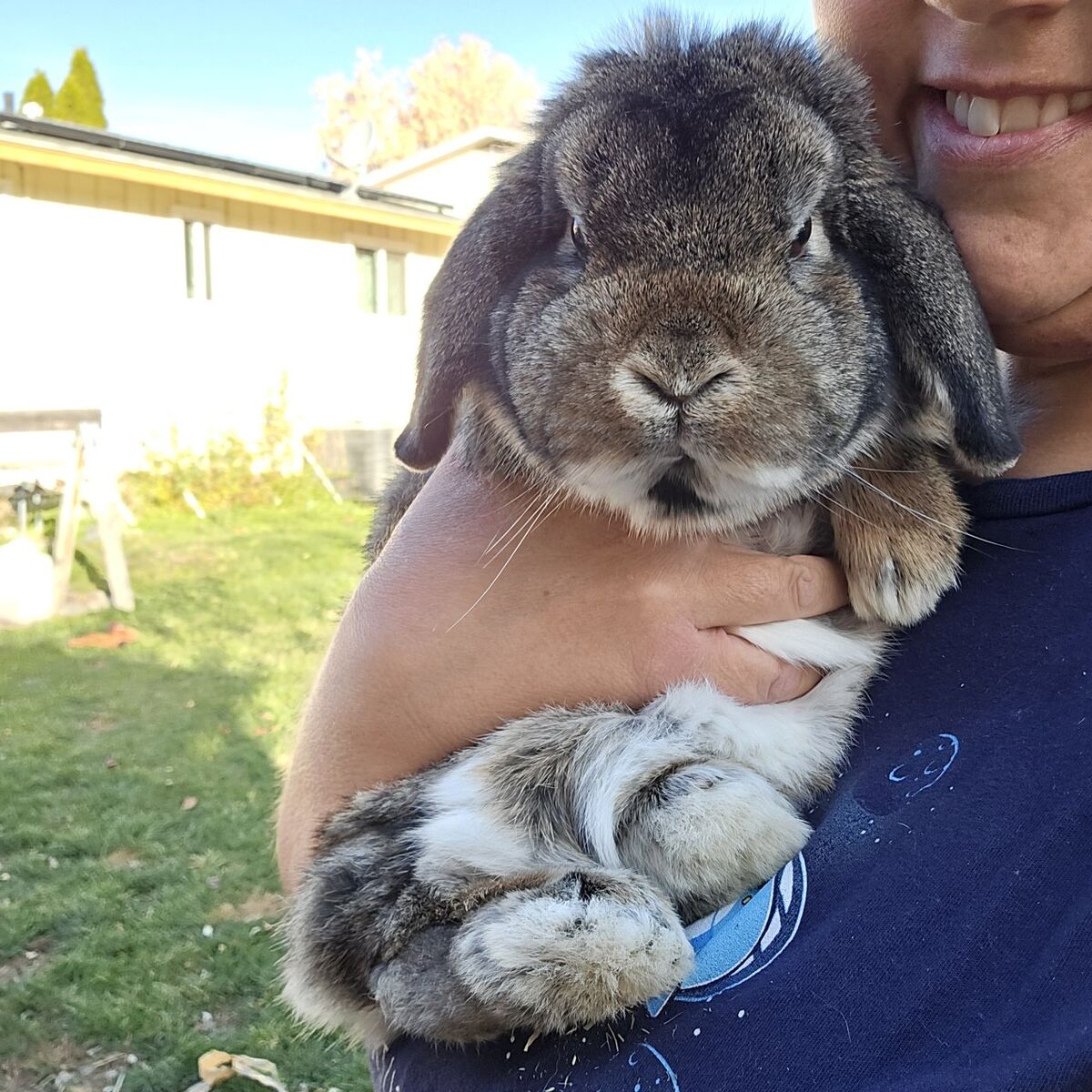 holland lop buck