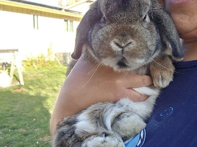holland lop buck